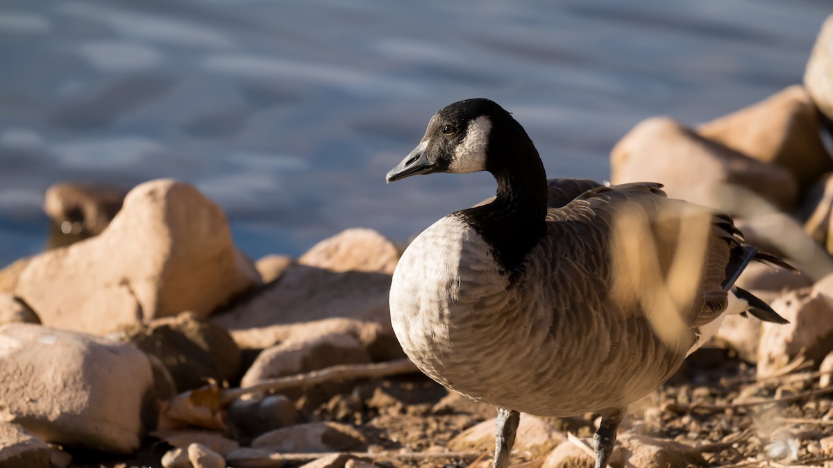 小加拿大雁 - ML645923565