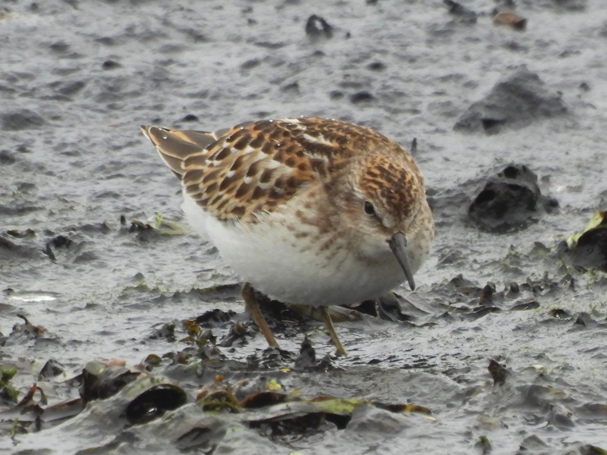 Least Sandpiper - ML645923567
