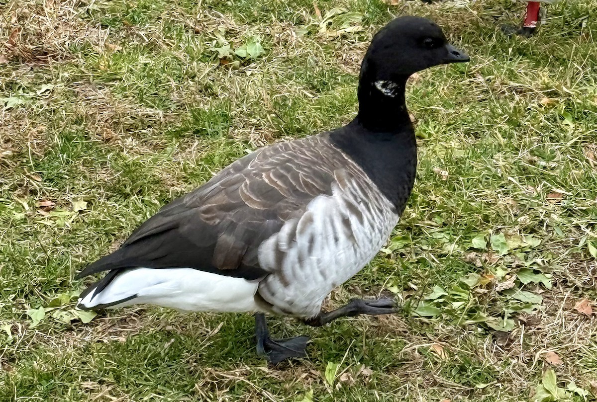 Oca colombaccio - ML645923576