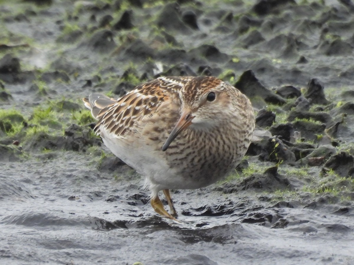 Çizgili Kumkuşu - ML645923580