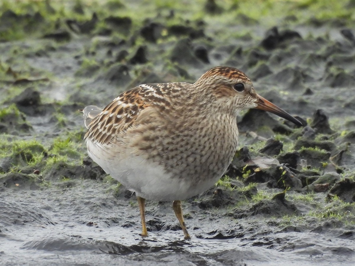 Çizgili Kumkuşu - ML645923581