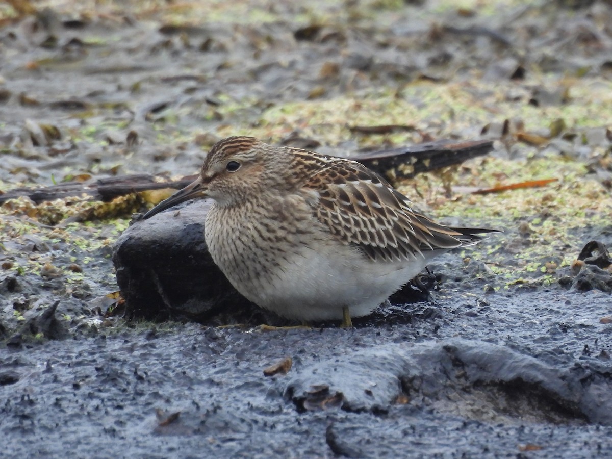 Çizgili Kumkuşu - ML645923582