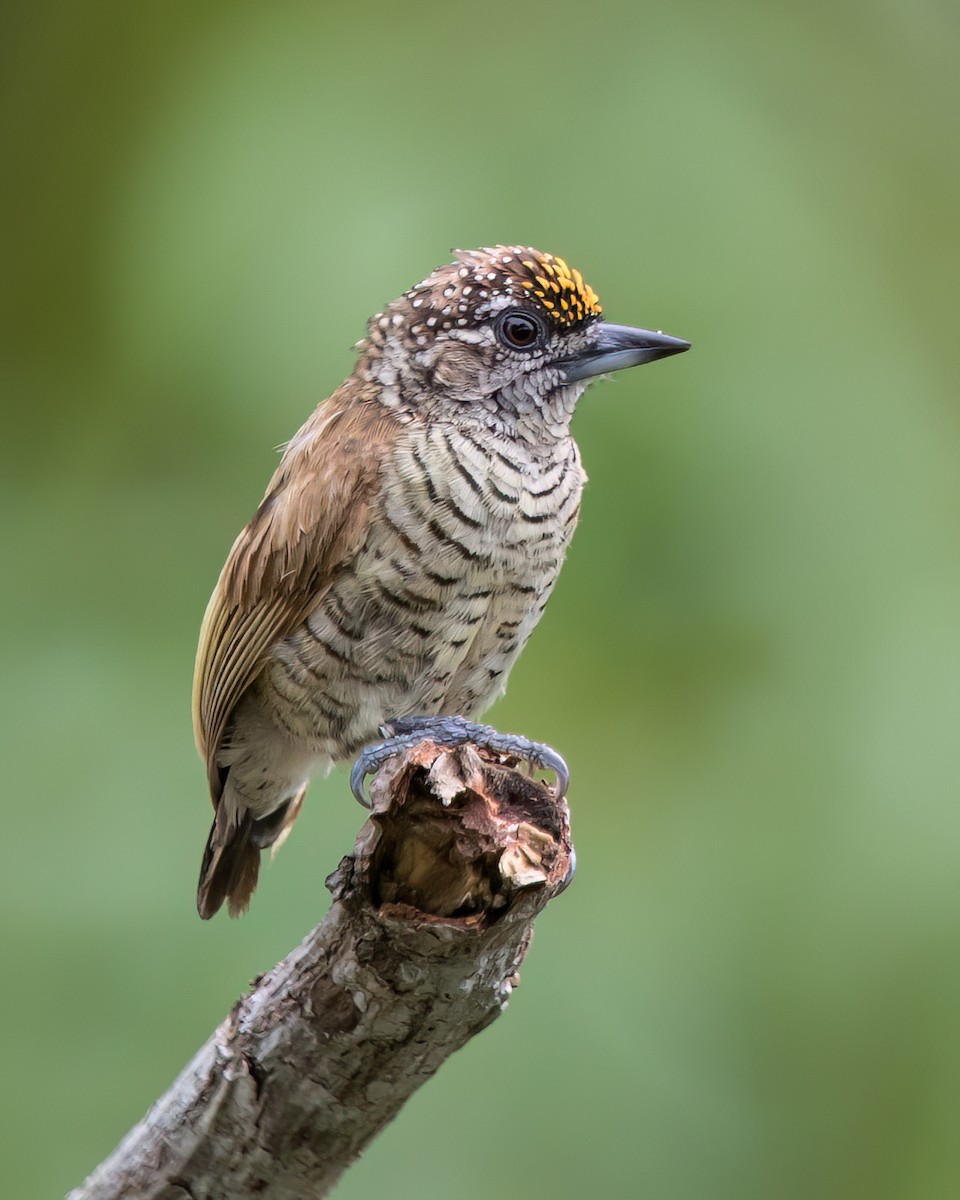 Добаш смугастогрудий - ML645923583