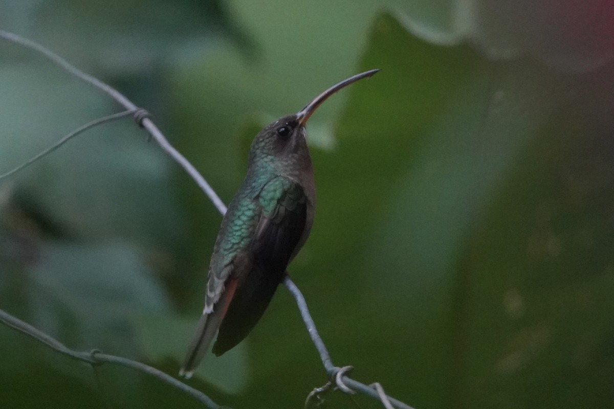 Rufous-breasted Hermit - ML645923584