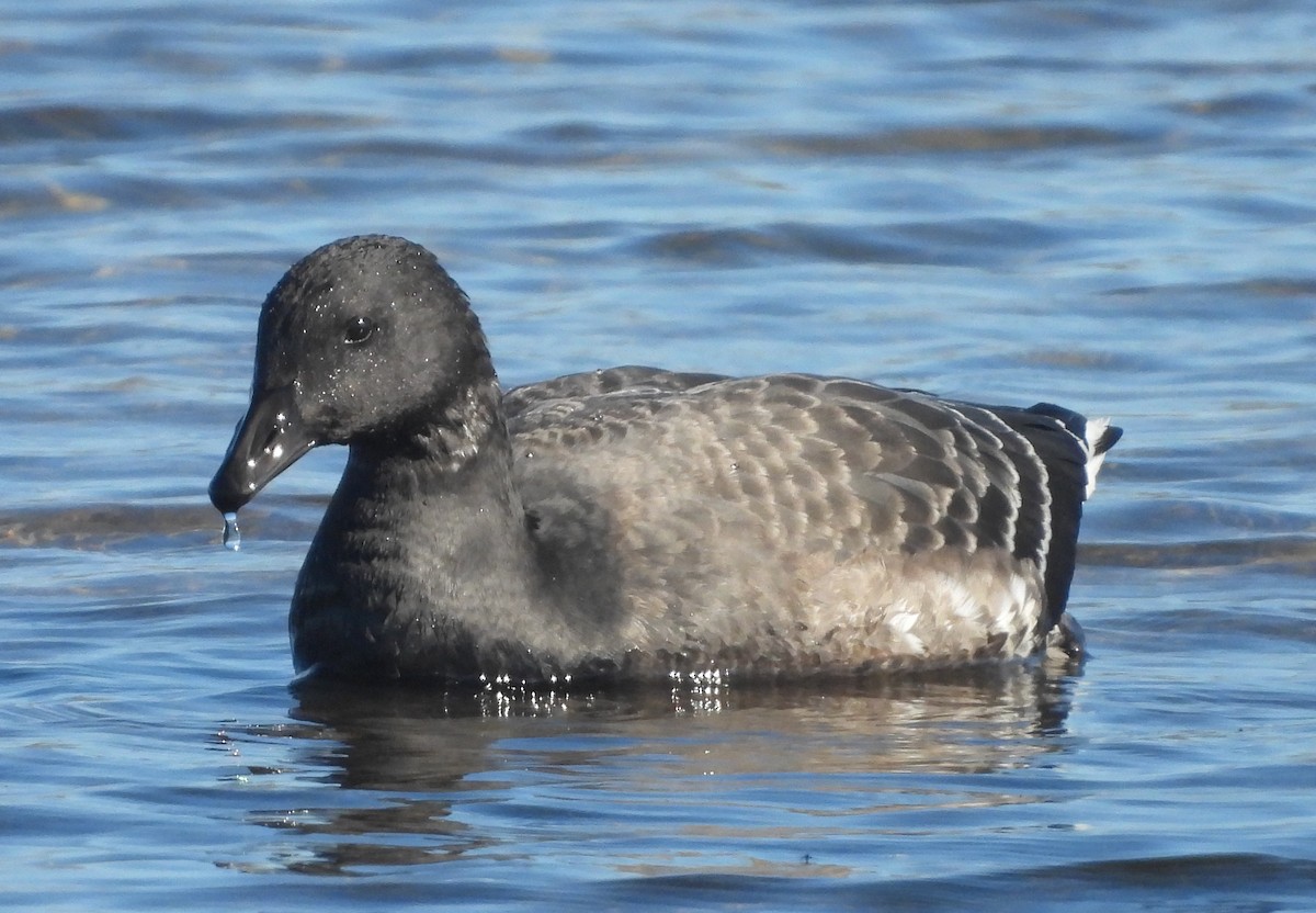 Хар толгойт галуу - ML645923586