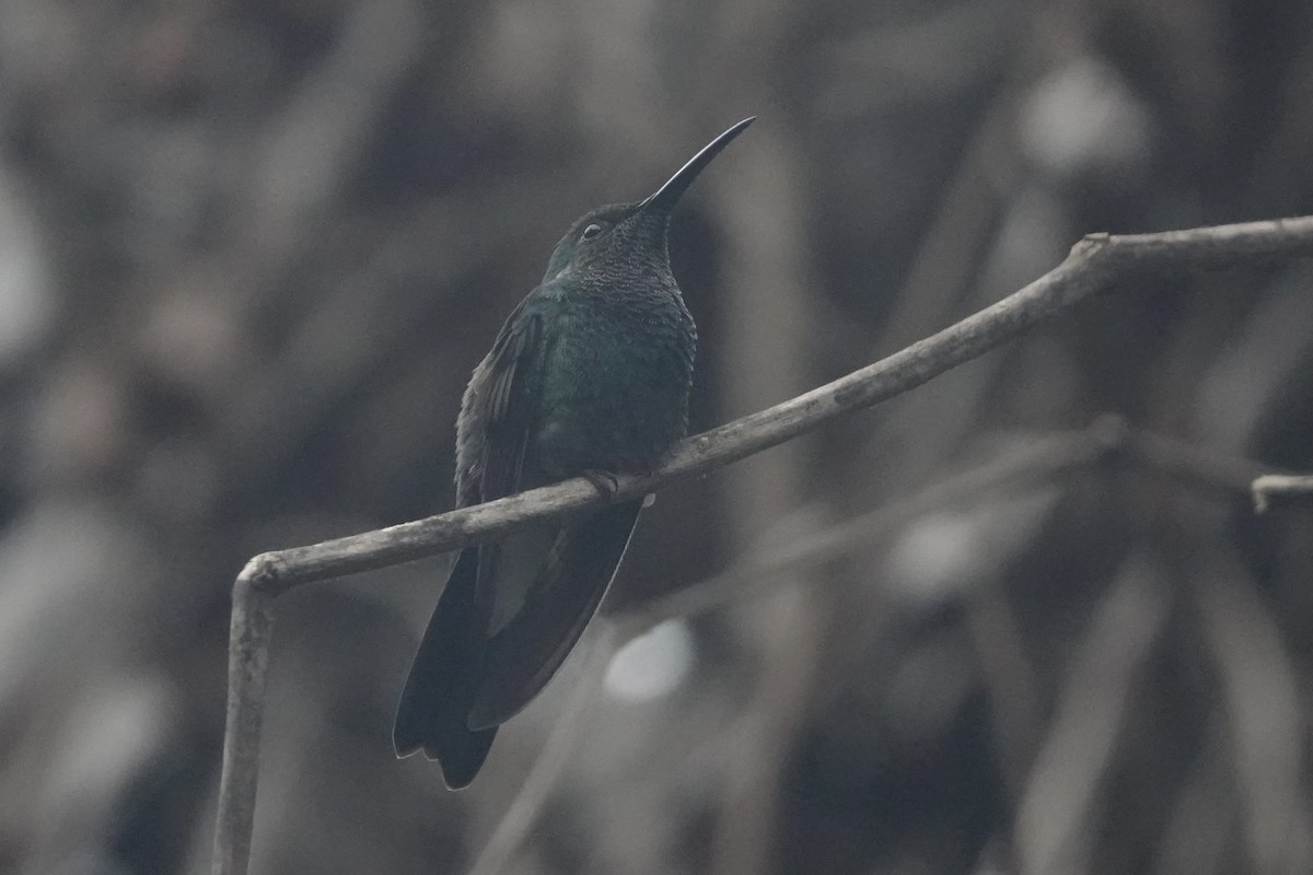 White-vented Plumeleteer - ML645923593