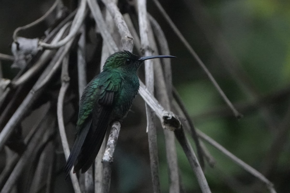 White-vented Plumeleteer - ML645923594