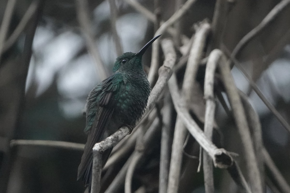 White-vented Plumeleteer - ML645923595