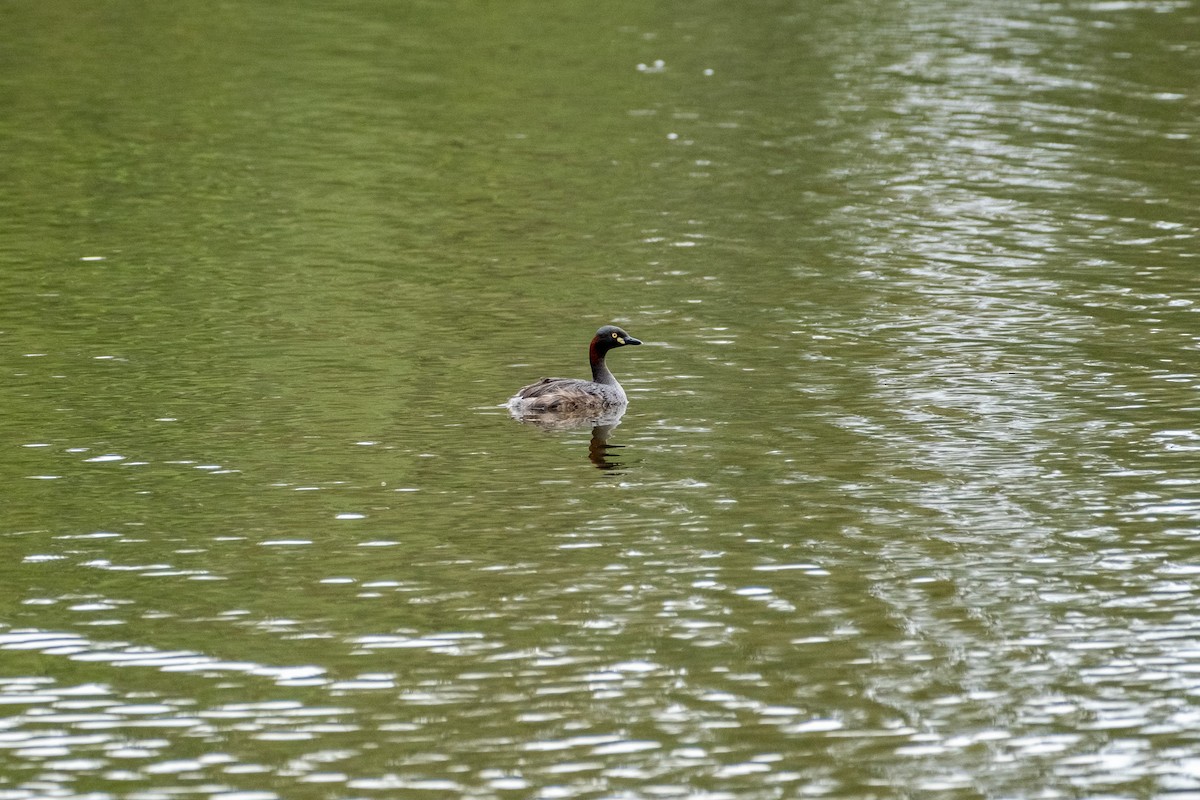 Australasian Grebe - ML645923596