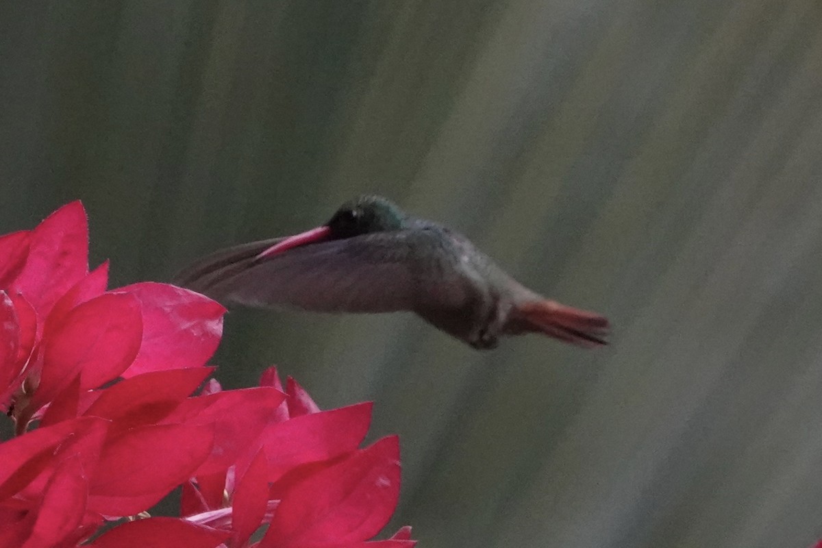 Rufous-tailed Hummingbird - ML645923599