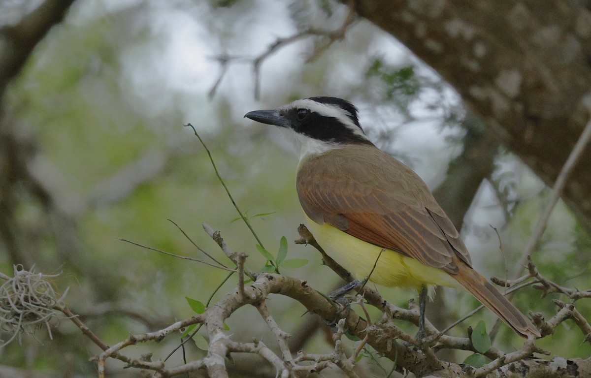 Great Kiskadee - ML645923603