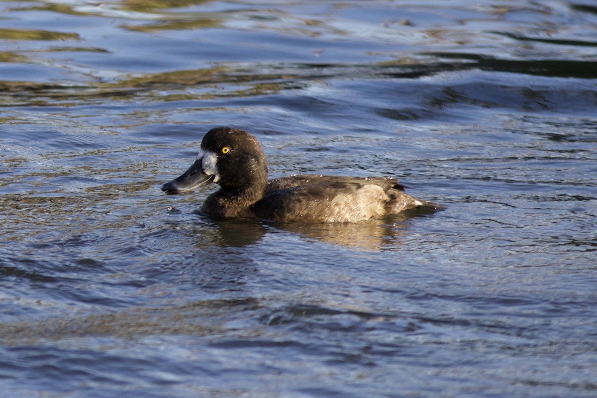 スズガモ - ML645923604