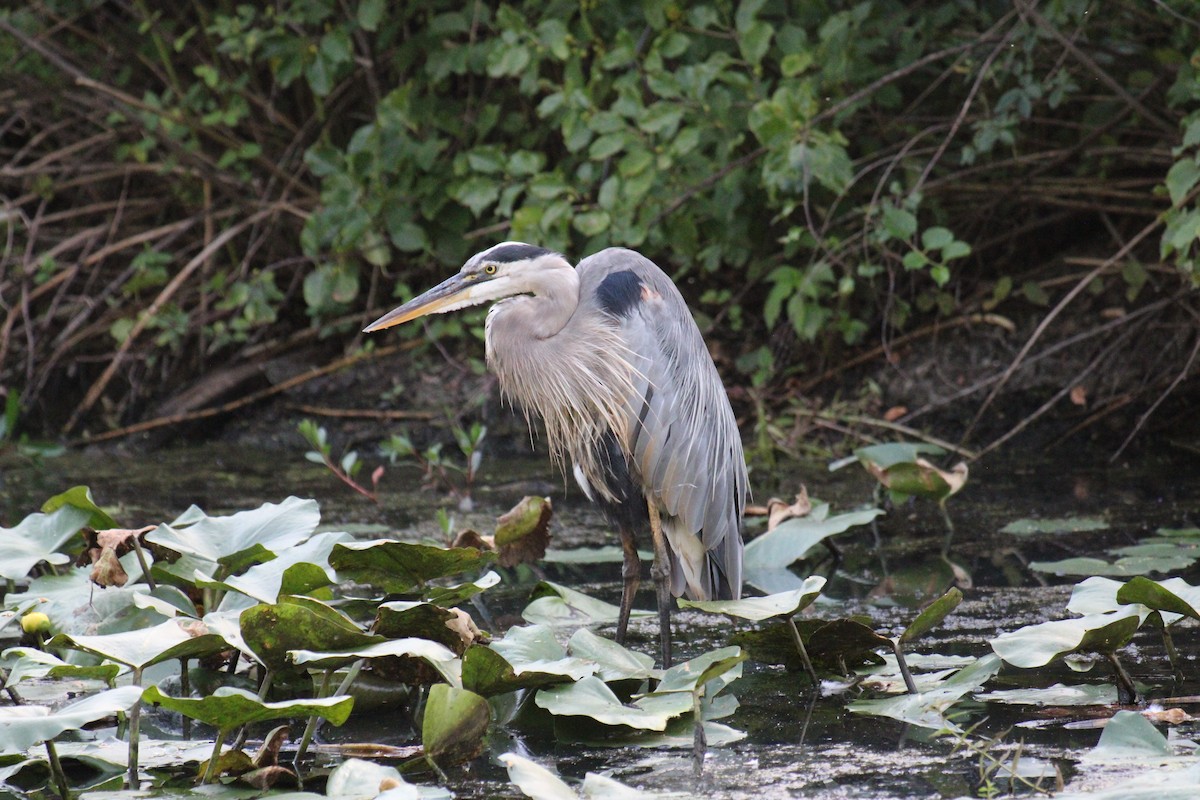 Great Blue Heron - ML645923611