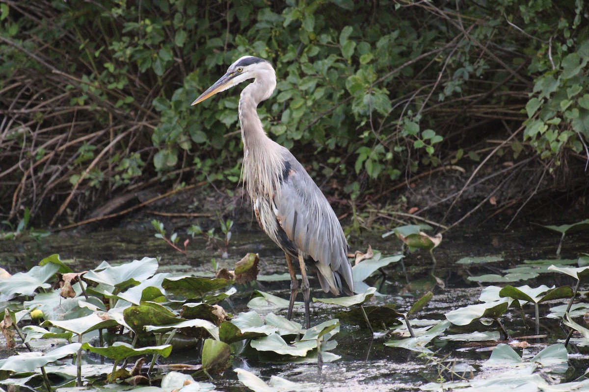 Great Blue Heron - ML645923612