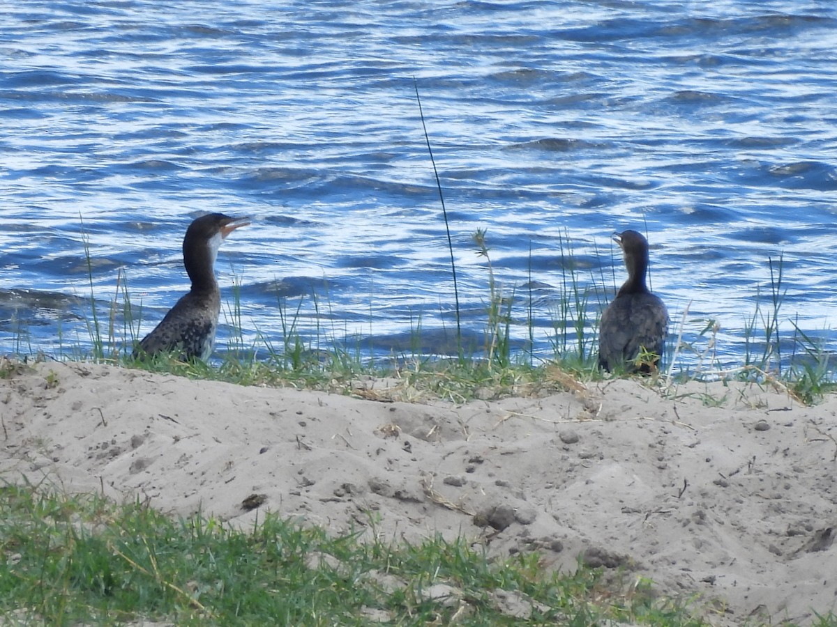 Uzun Kuyruklu Karabatak - ML645923614