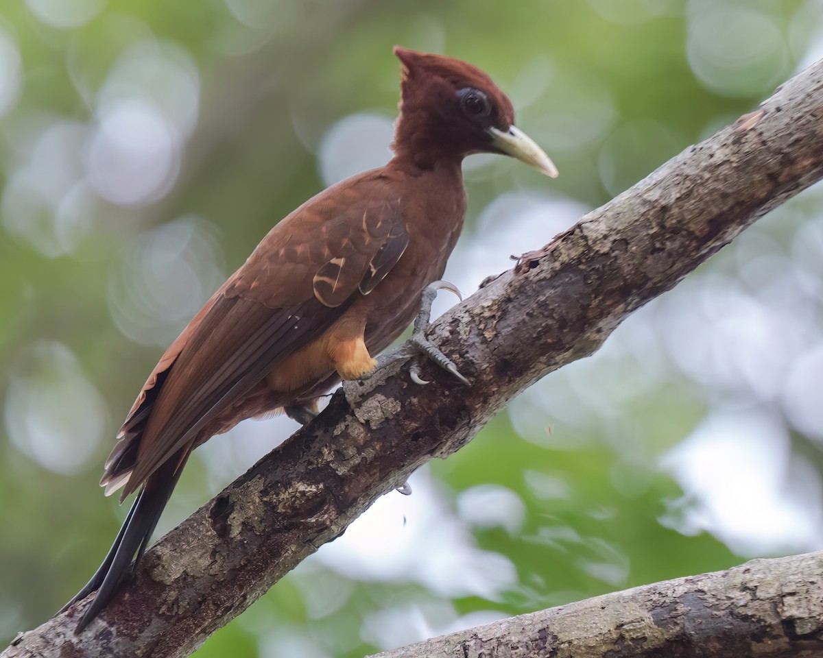 Chestnut Woodpecker - ML645923616