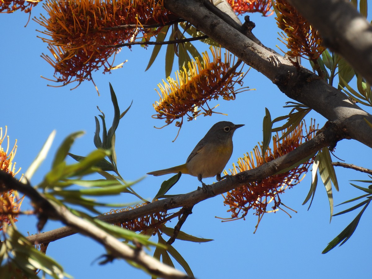 Virginia's Warbler - ML645923624