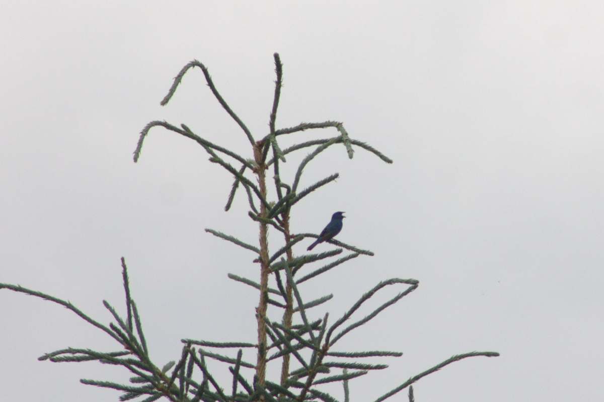 Indigo Bunting - ML645923633