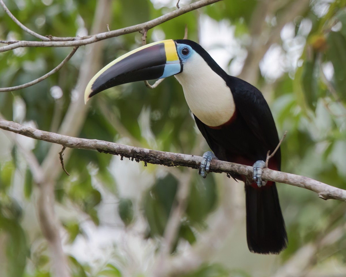 Tucán Pechiblanco - ML645923651