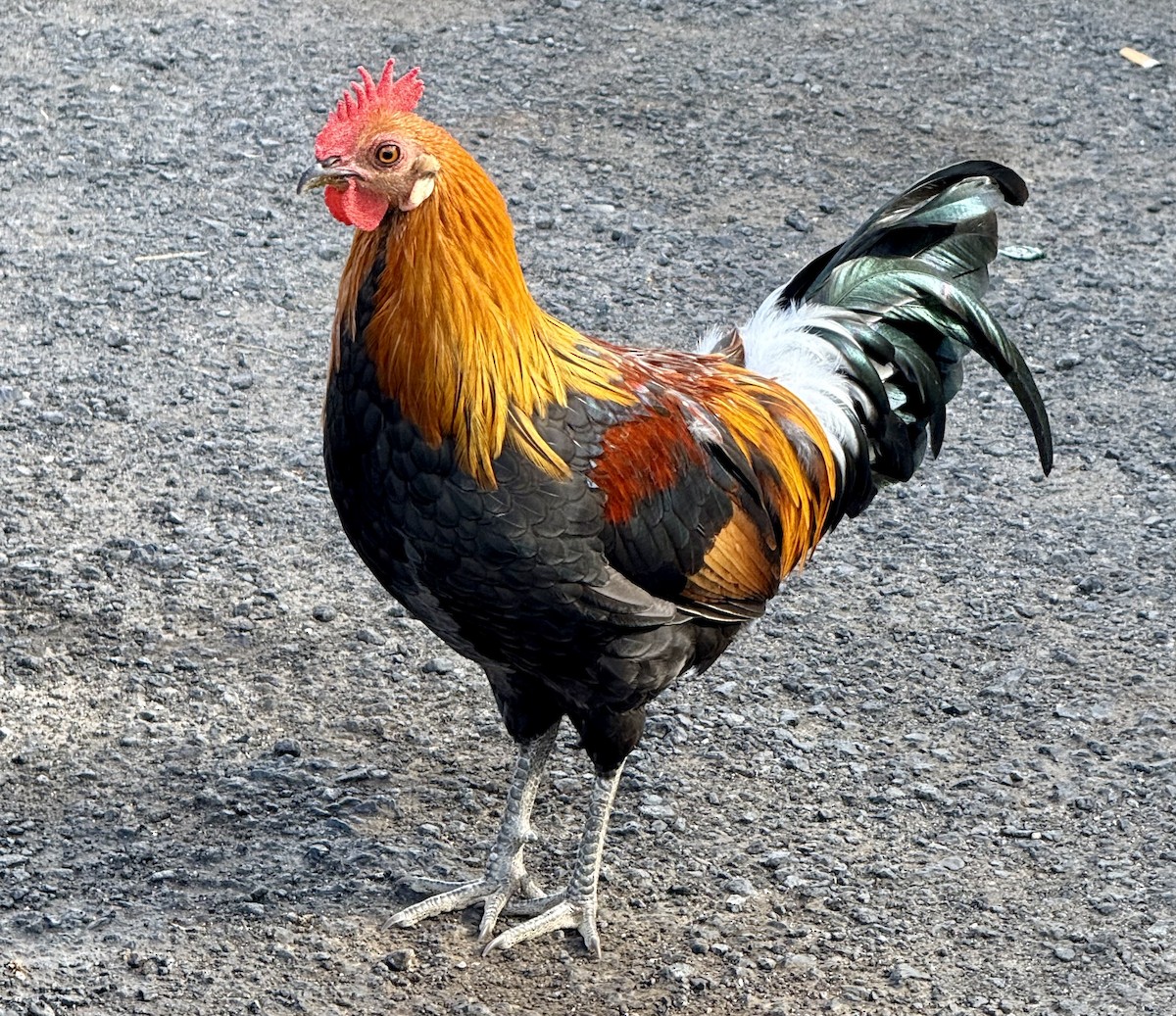 Red Junglefowl (Domestic type) - ML645923657