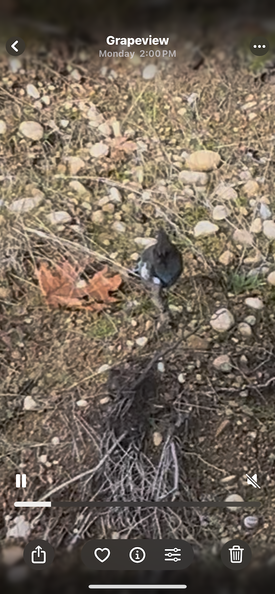 Chara de Steller - ML645923670