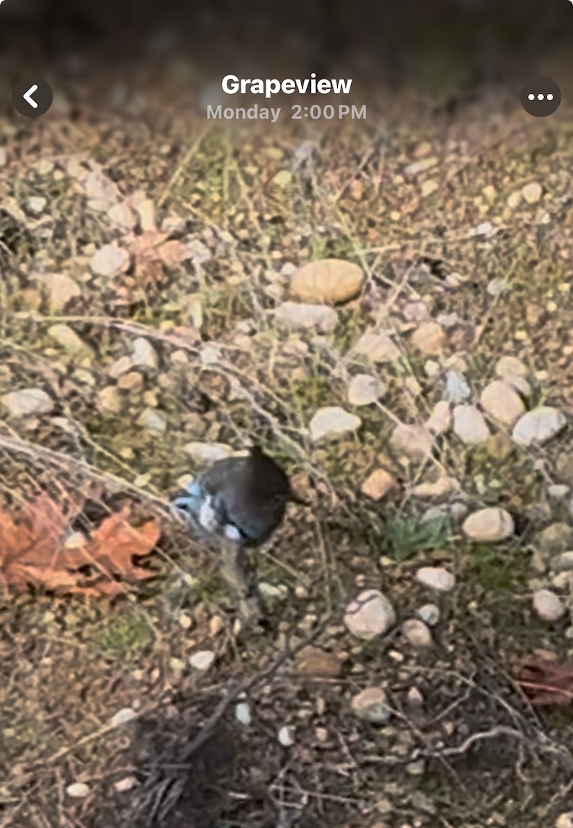 Chara de Steller - ML645923671