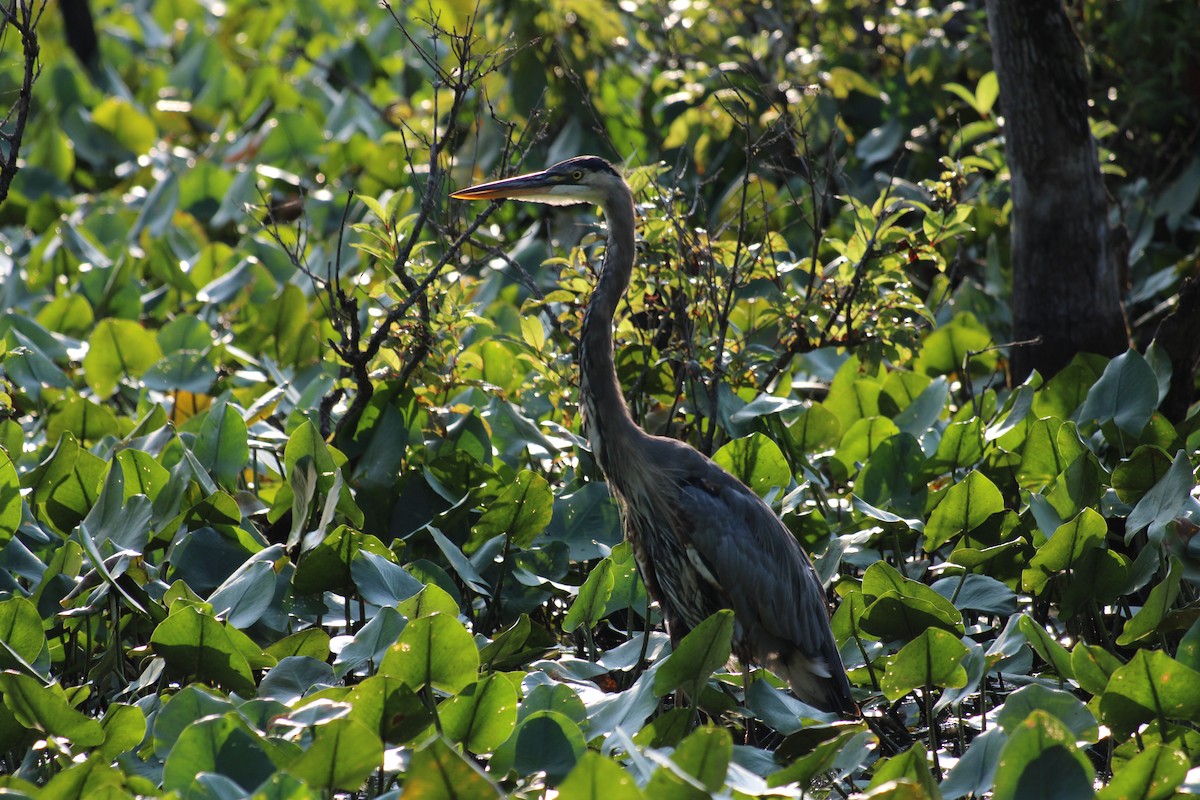 Great Blue Heron - ML645923678