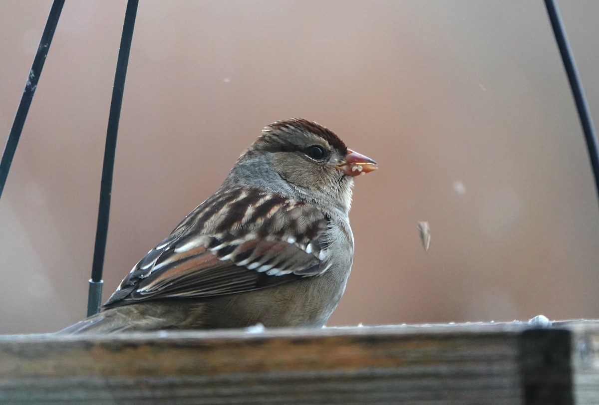 White-crowned Sparrow - ML645923682