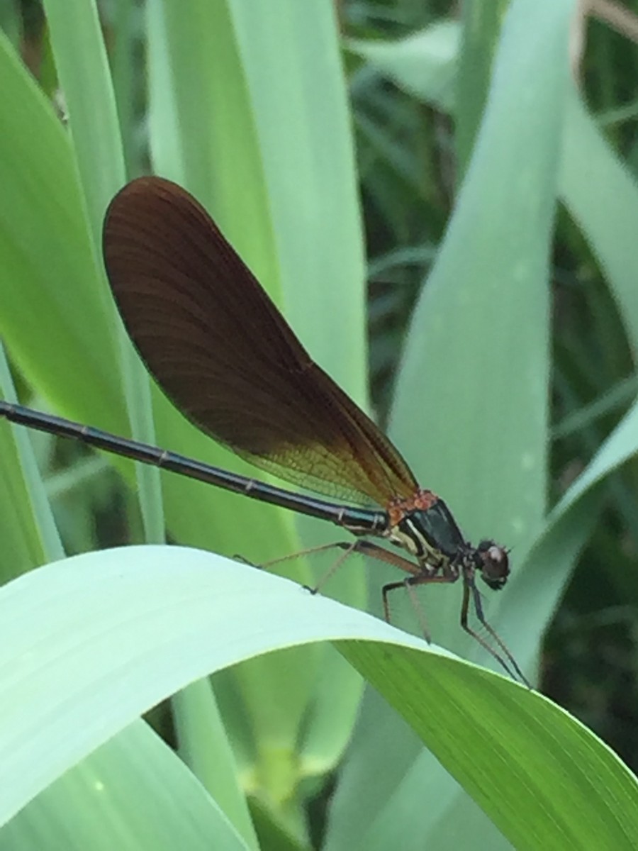 Copper Demoiselle - ML645923683