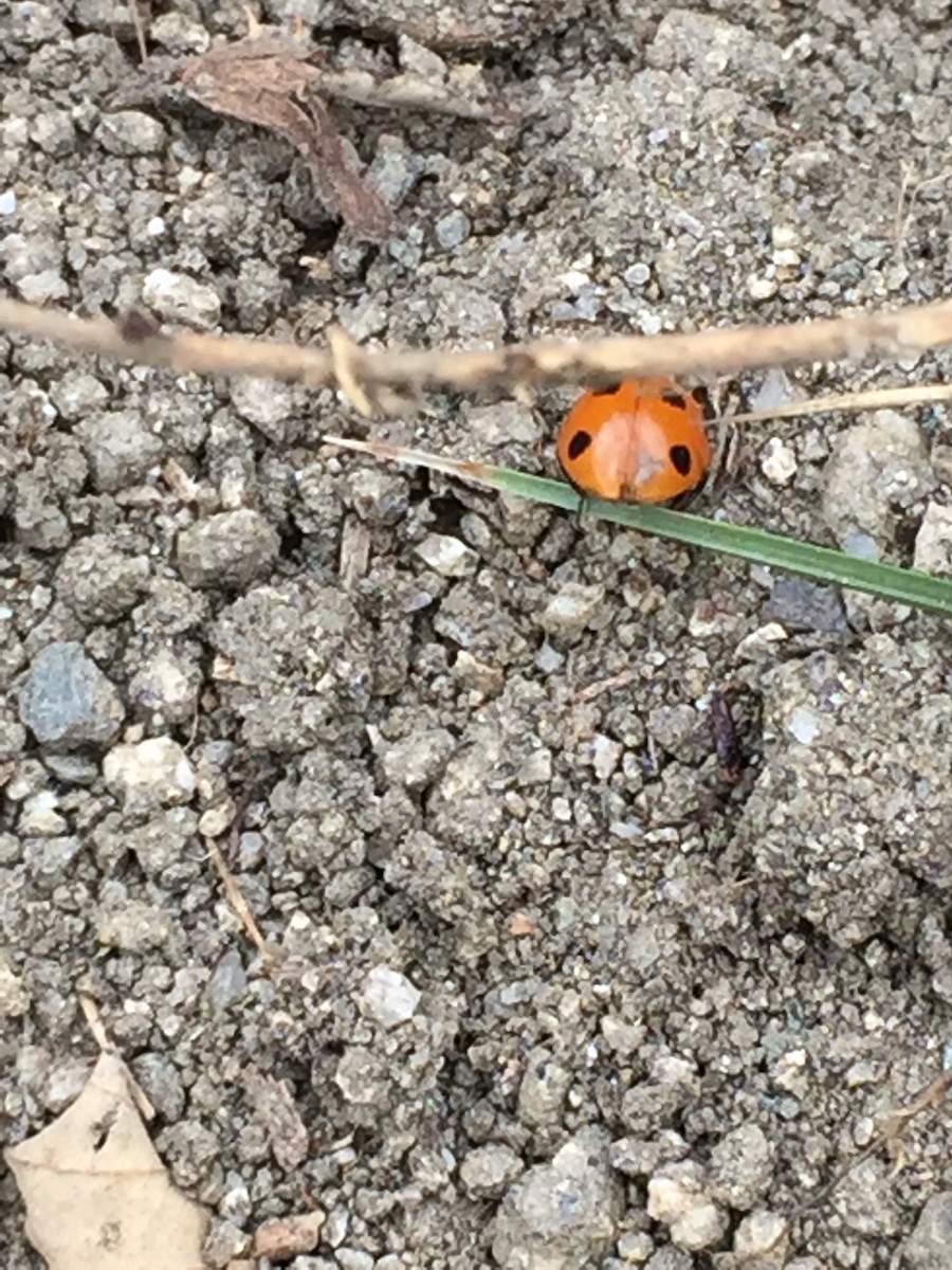 ナナホシテントウ - ML645923684