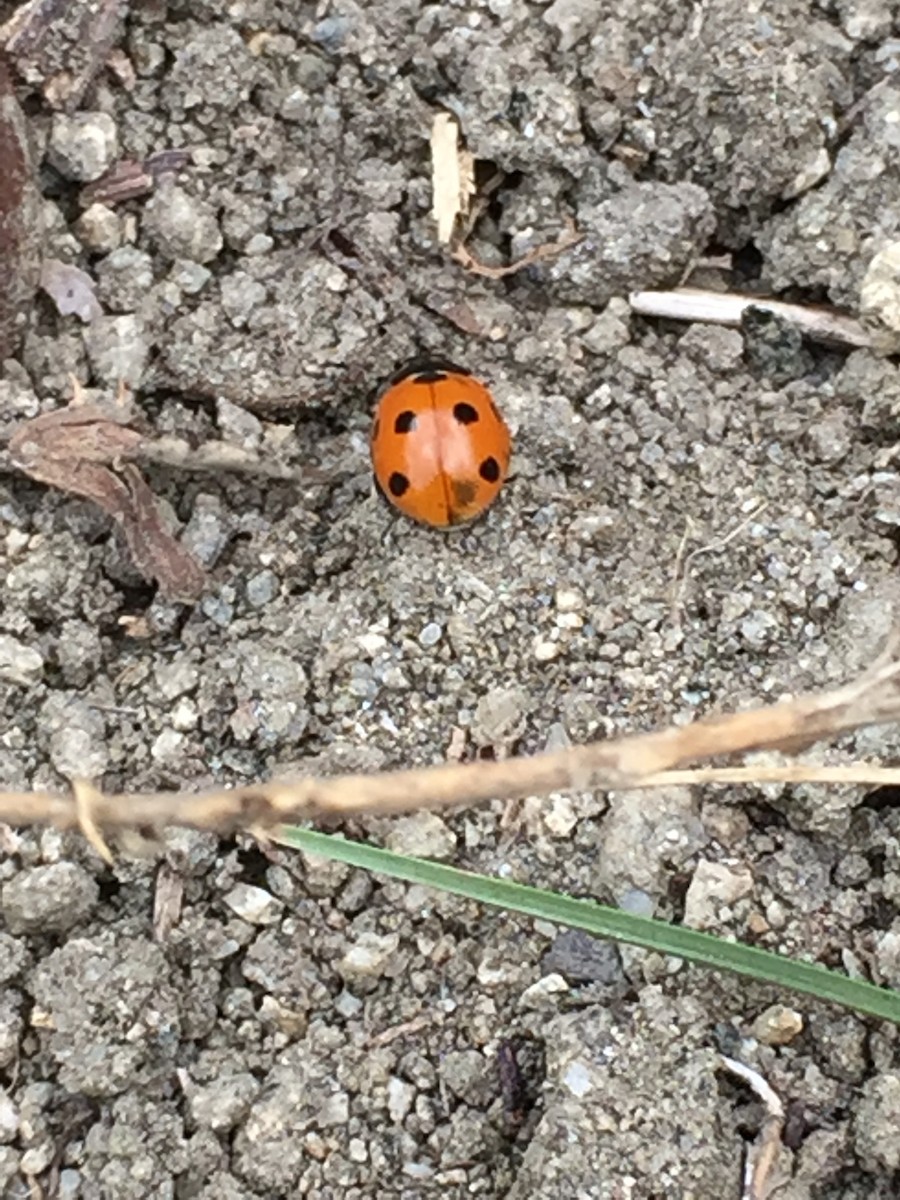 ナナホシテントウ - ML645923685