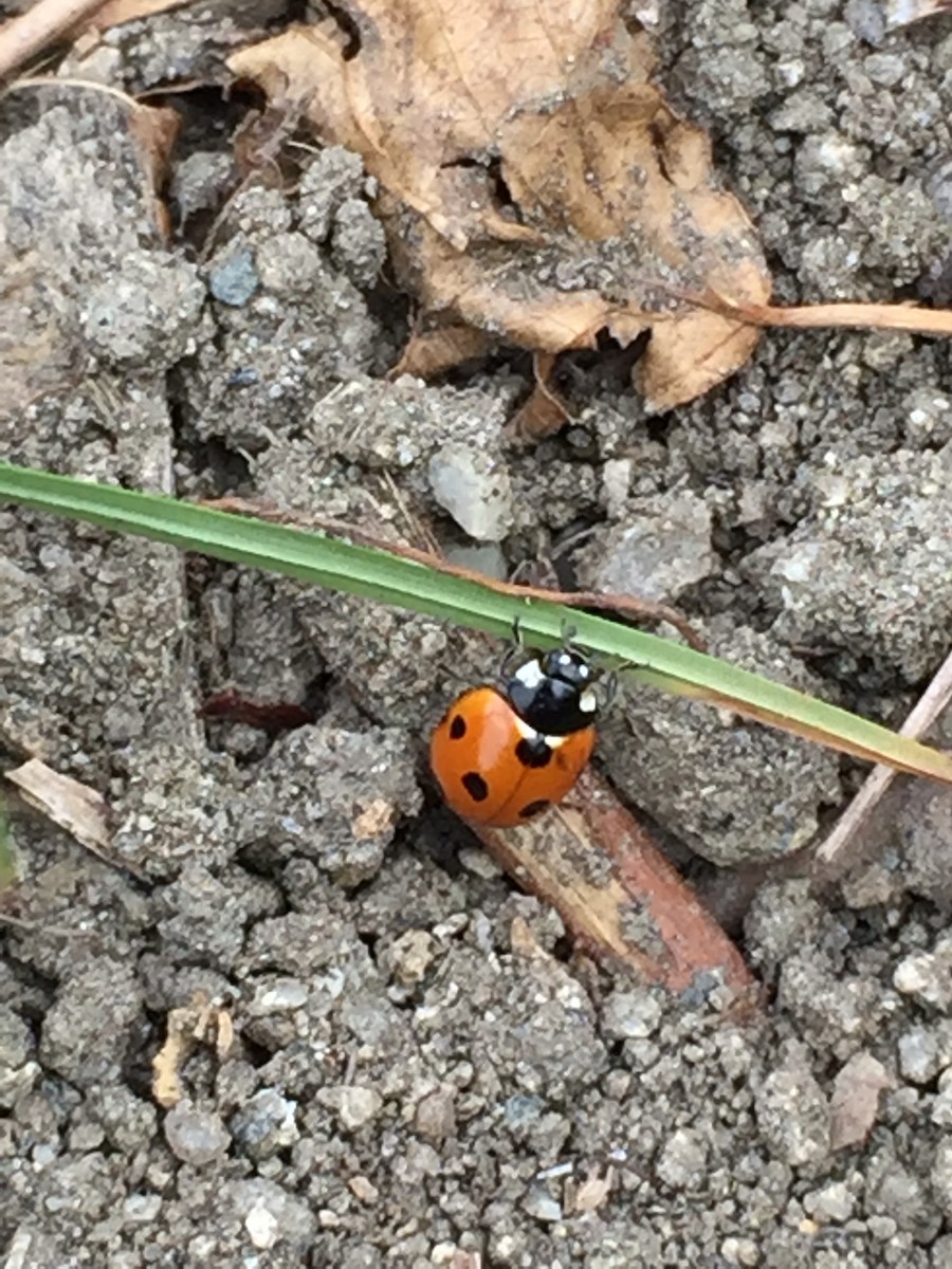 ナナホシテントウ - ML645923686