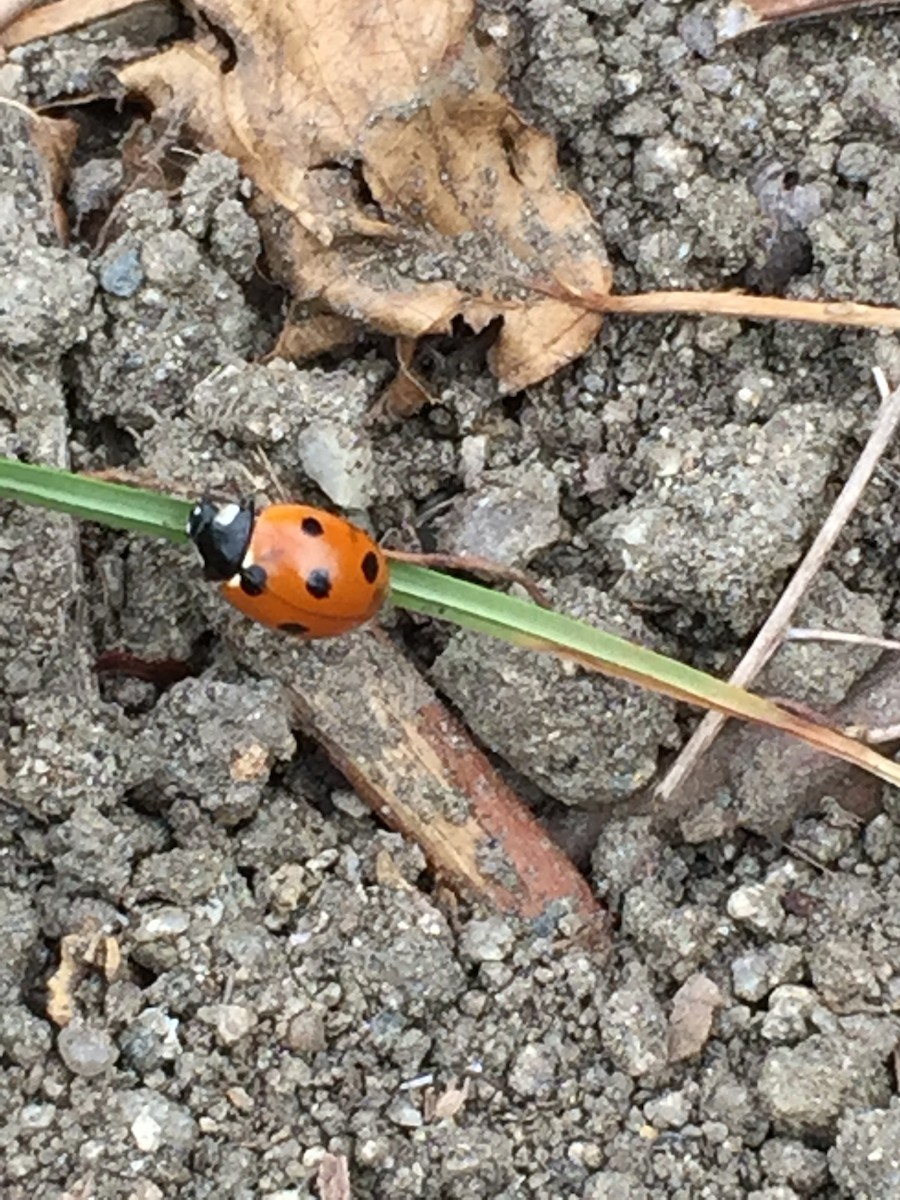 ナナホシテントウ - ML645923687