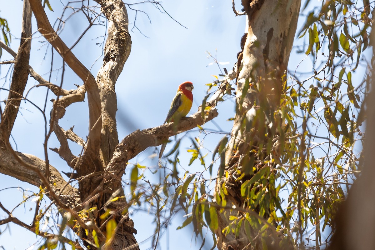 Eastern Rosella - ML645923688