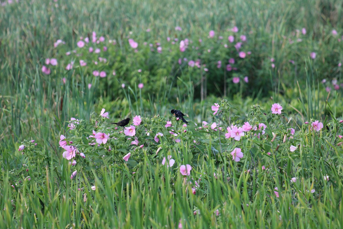 Red-winged Blackbird - ML645923691