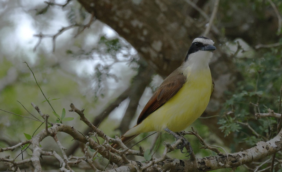Great Kiskadee - ML645923693