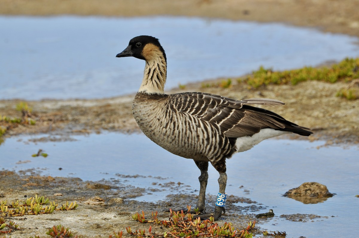 Hawaiian Goose - ML645923697