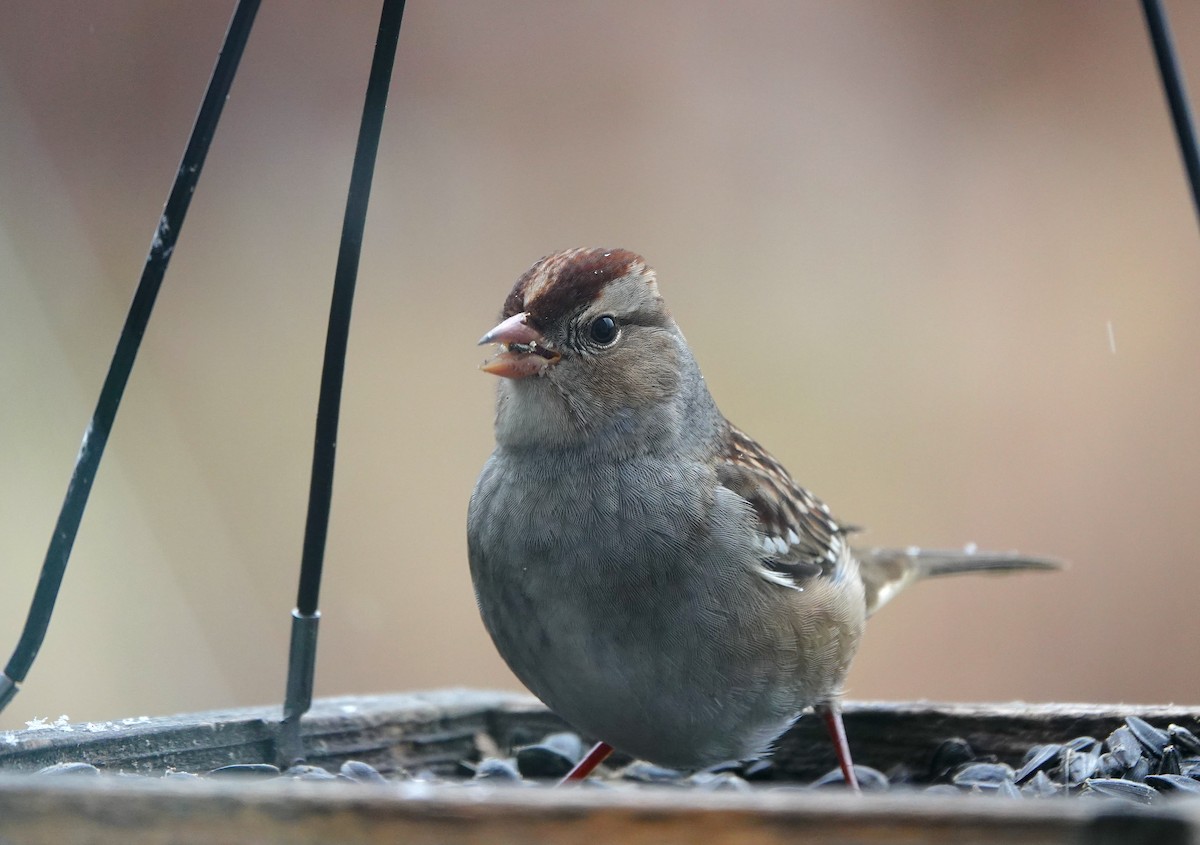 White-crowned Sparrow - ML645923702