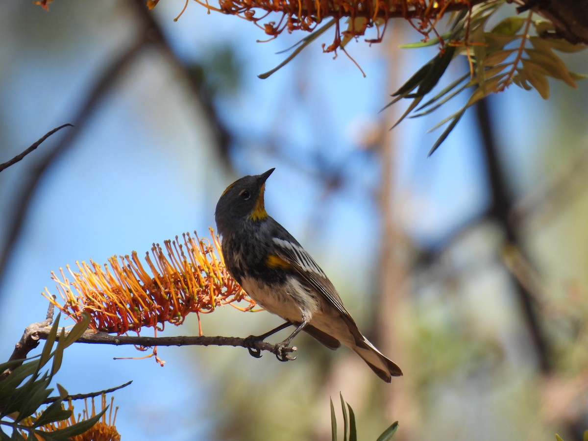 Yellow-rumped Warbler - ML645923704
