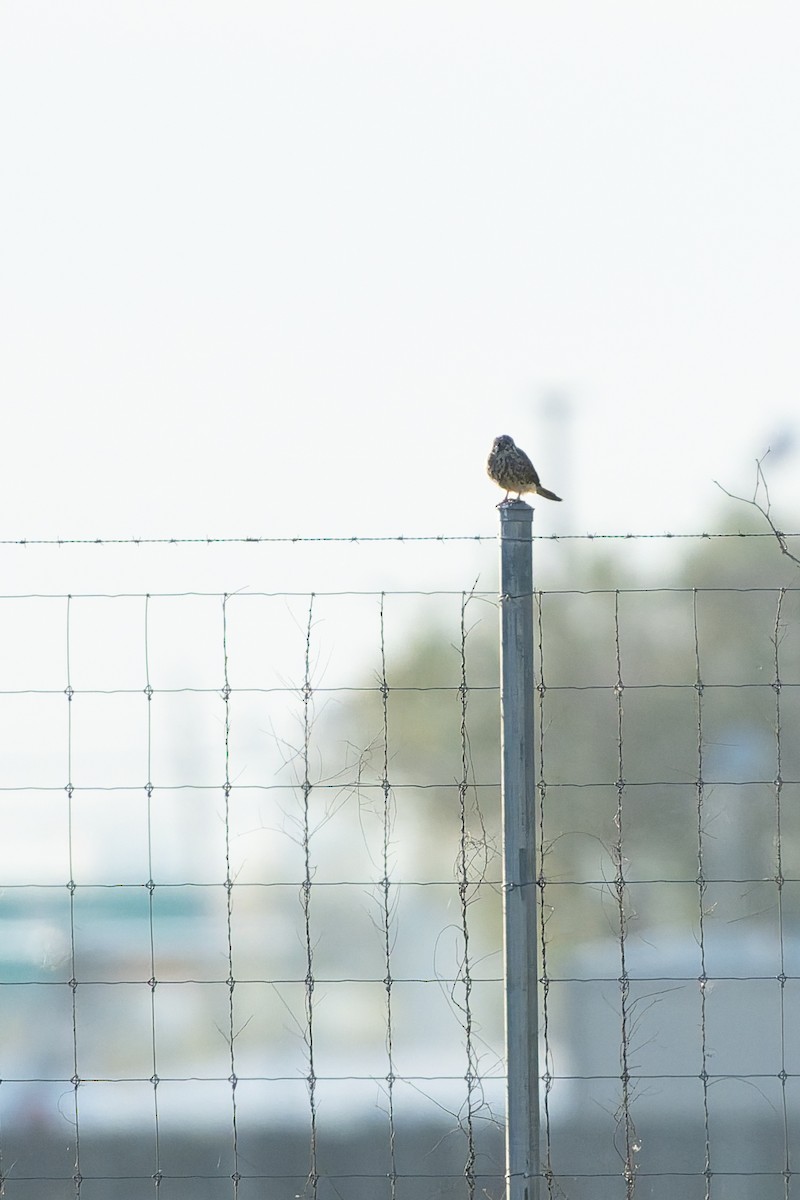 בז אמריקני - ML645923705