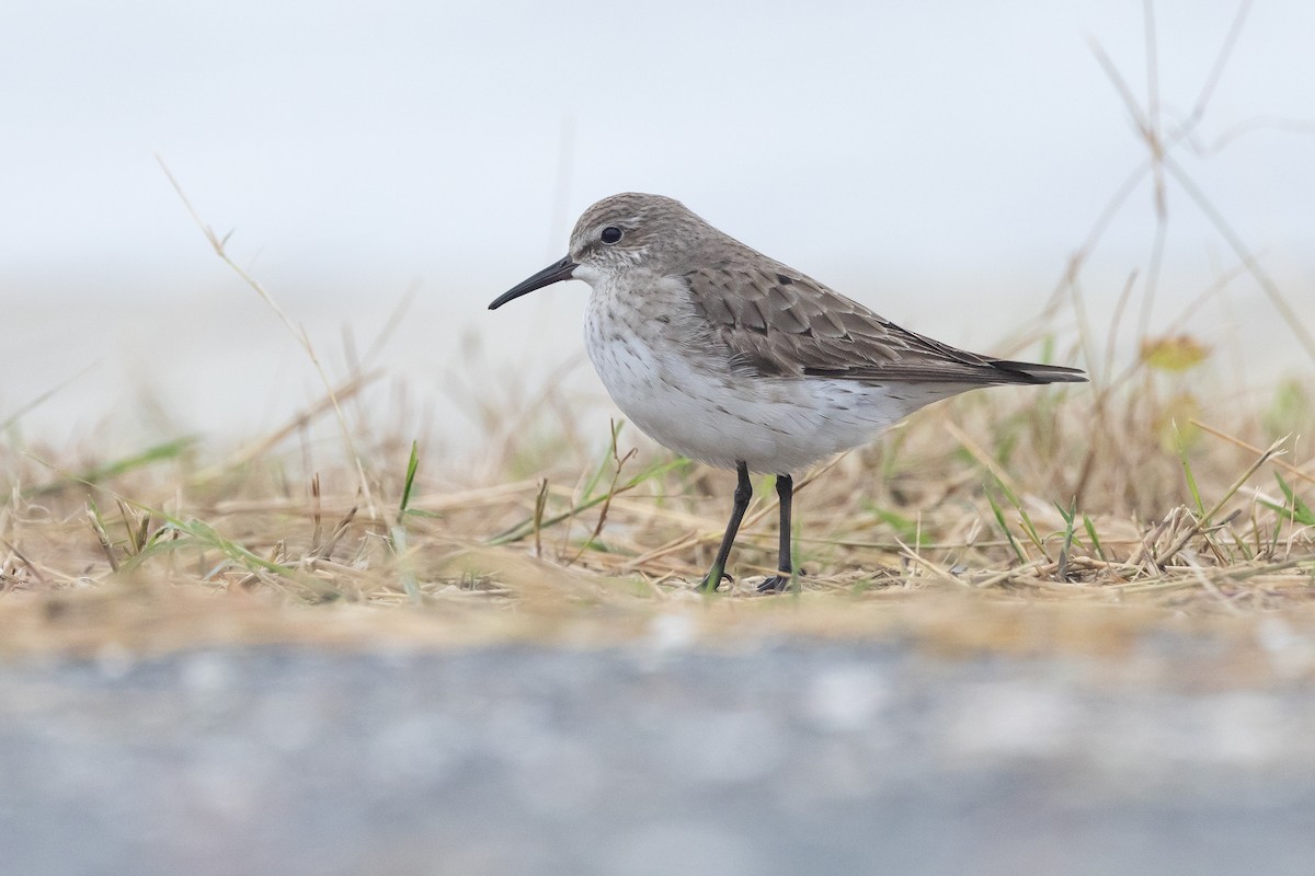 White-rumped Sandpiper - ML645923706