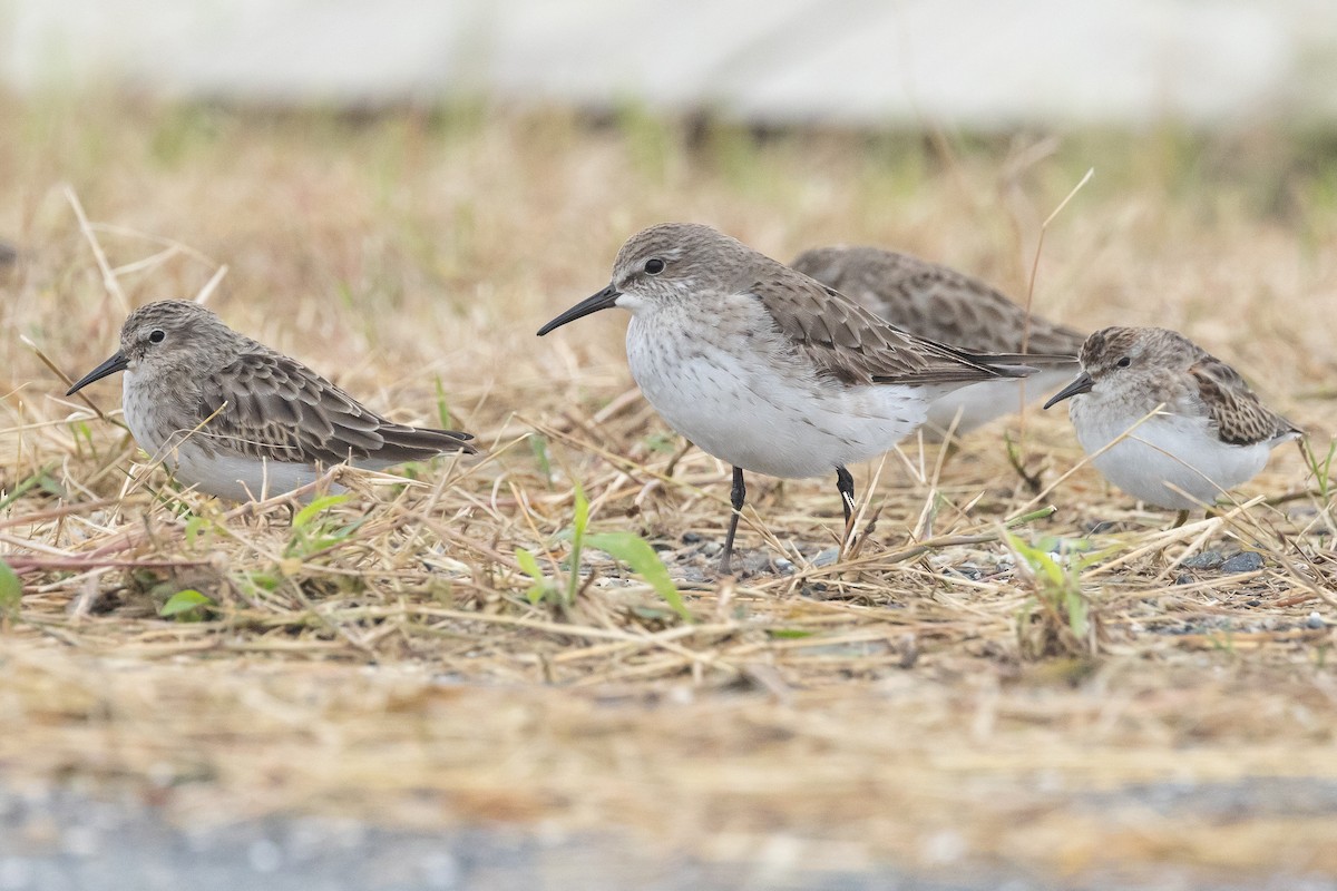 White-rumped Sandpiper - ML645923707
