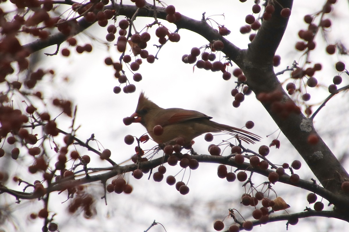 Cardinal rouge - ML645923710