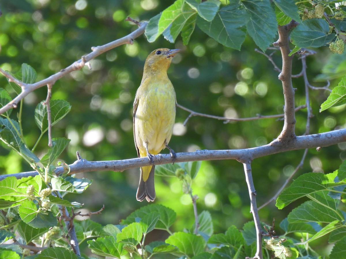 Western Tanager - ML645923711