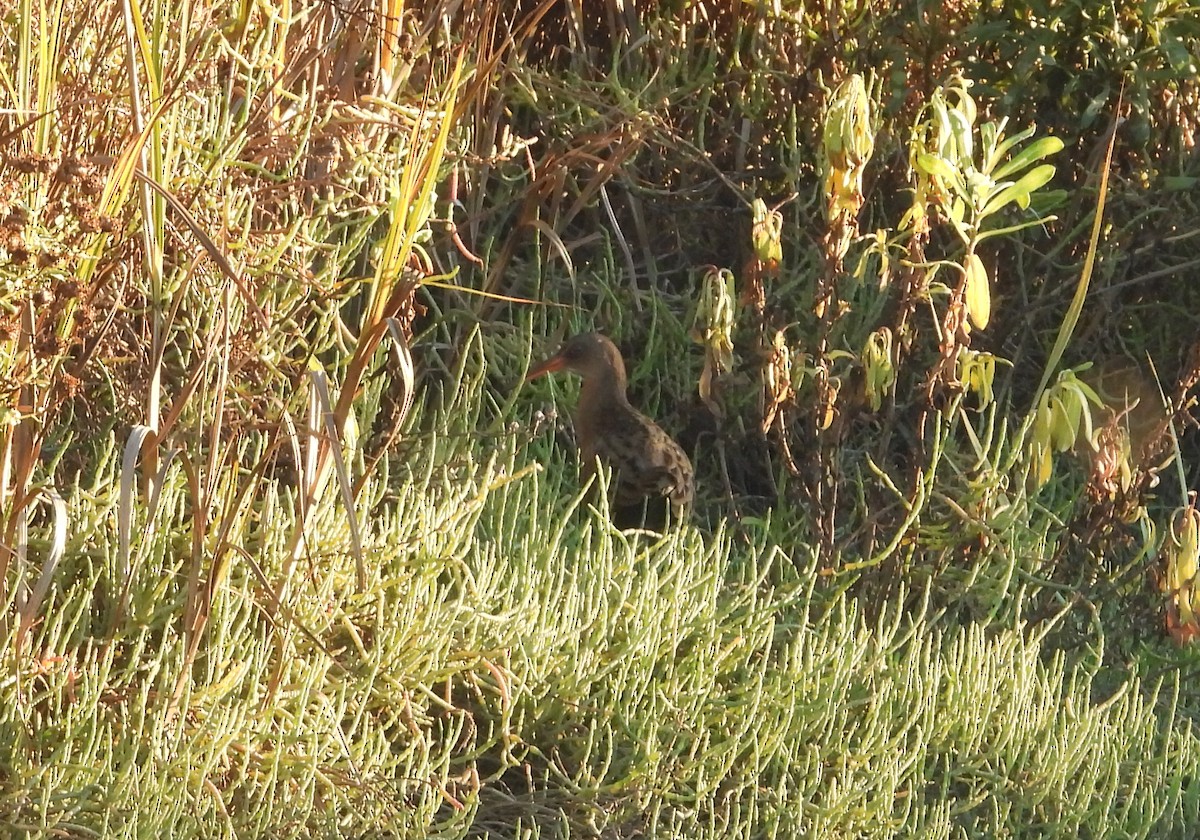 Ridgway's Rail - ML645923724