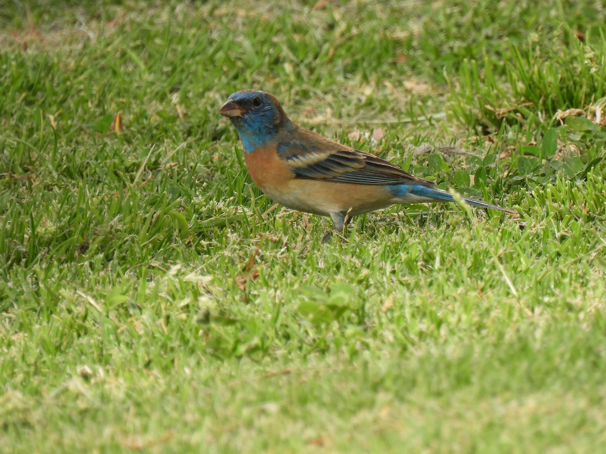 Лазурный колорин - ML645923725