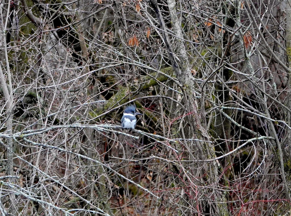 Belted Kingfisher - ML645923732