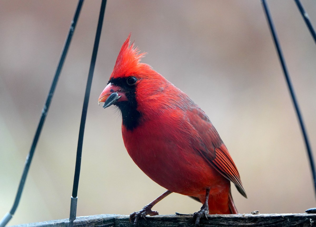 Cardinal rouge - ML645923741