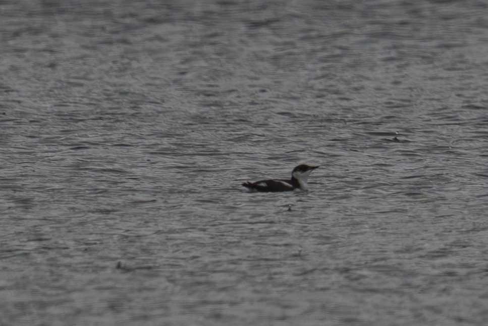 Marbled Murrelet - ML645923745