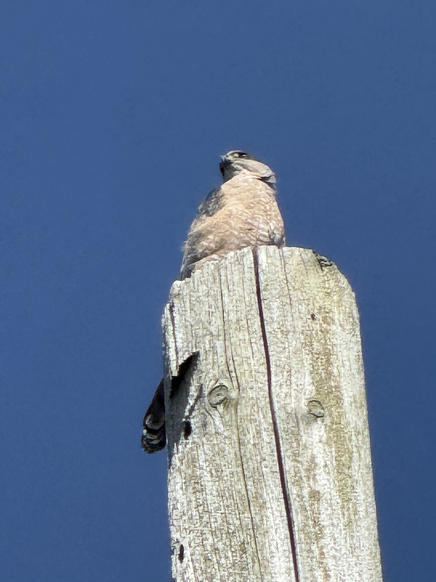 Cooper's Hawk - ML645923746